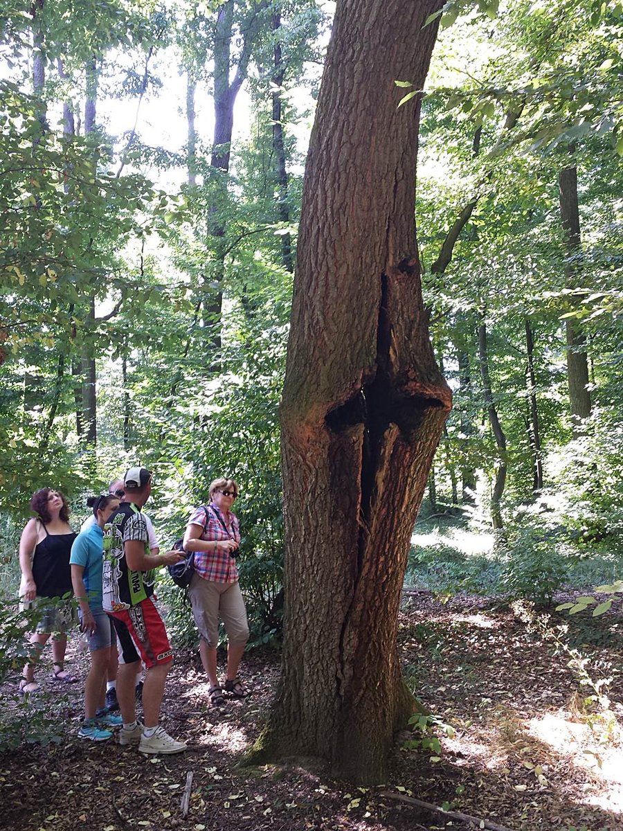Kellemes árnyas tanösvények várják a látogatókat a Kupi-erdőben Forrás: www.mozgasvilag.hu