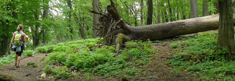 Prédikálószék-Vadálló-kövek