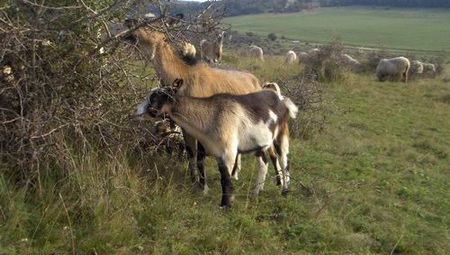 Hármashatár-hegy, szélzsák