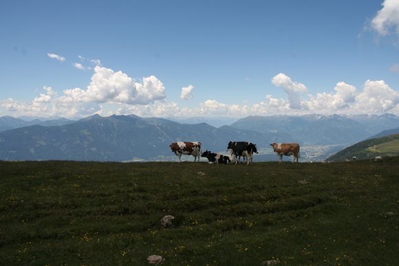 Békésen legelésző tehenek az alpesi mezőn