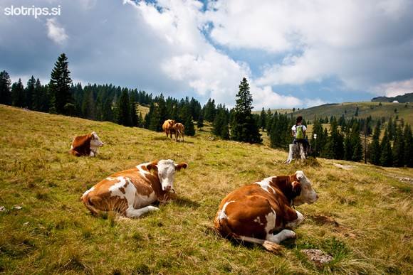 Stovniške Bajte, Velika Planina felé