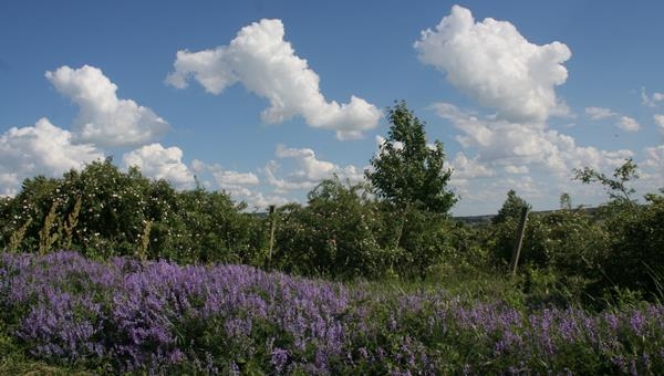 Káli félmaraton futókör