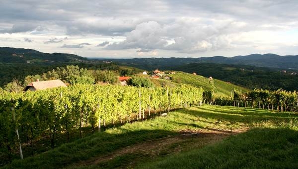 Bela Krajina szőlővidék túra