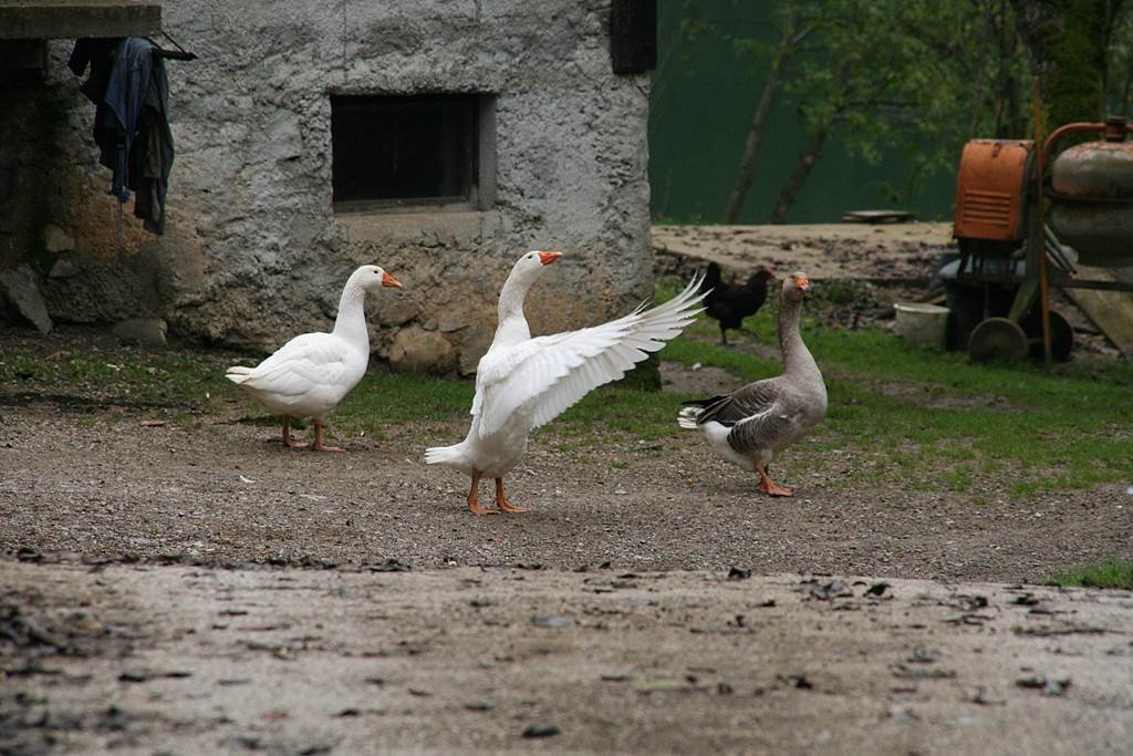 Indulás a ludas farm mellől. Forrás: www.mozgasvilag.hu