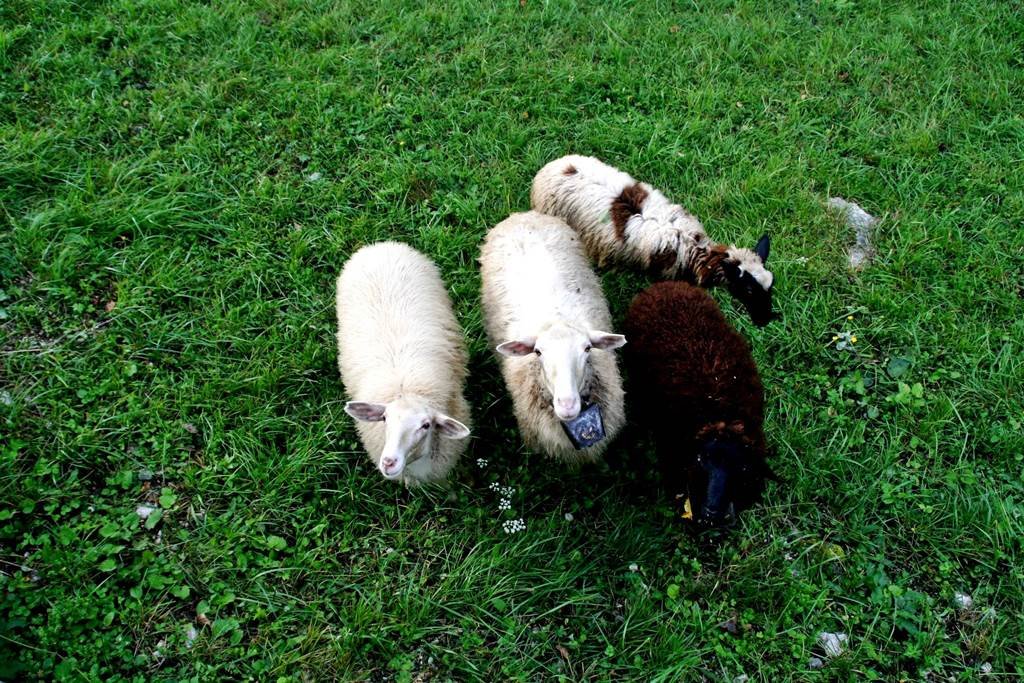 Barátságos és kíváncsi bárányok.