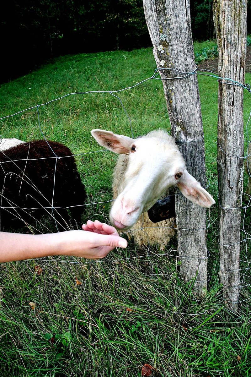 Barátságos és kíváncsi bárányok.