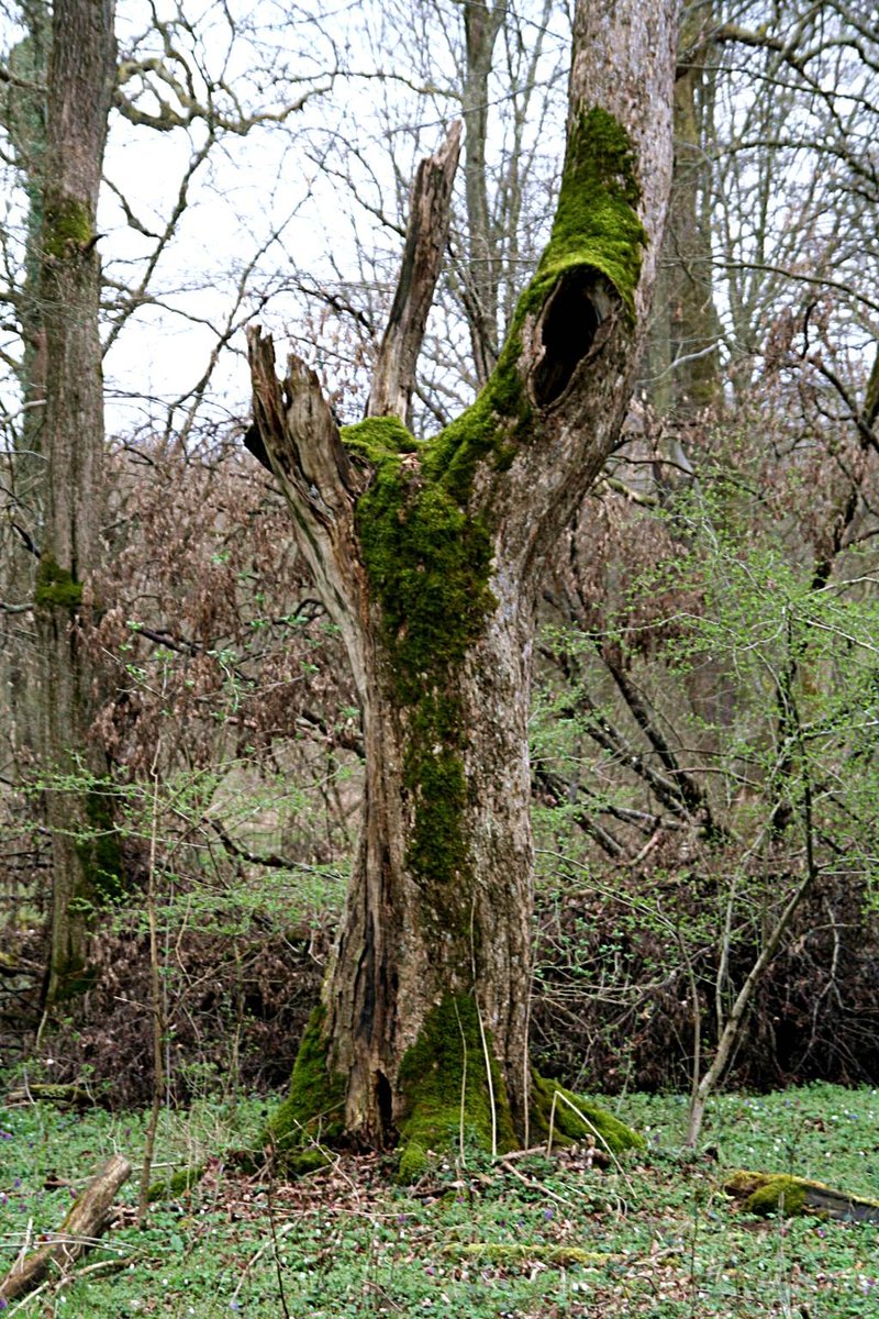 Öreg holt tölgyfa
