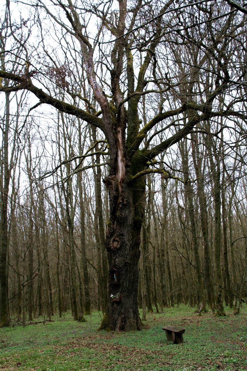 Alighanem ez a legnagyobb tölgy az erdőben Forrás: www.mozgasvilag.hu