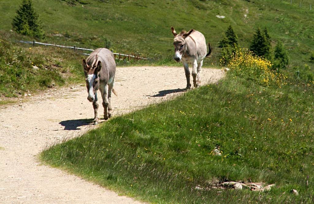 Itt a csacsik is önállóan kirándulnak