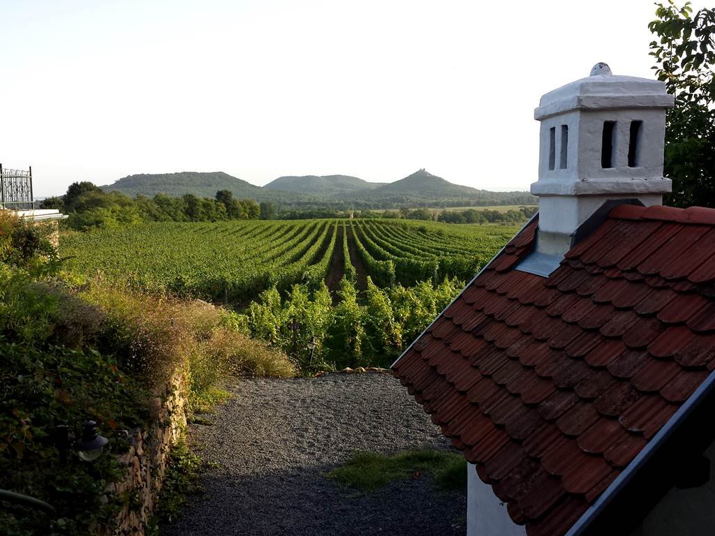 A Szászi Pincészet panorámája ForrĂĄs: www.mozgasvilag.hu