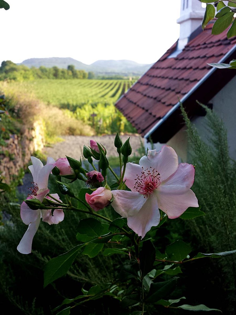 A Szászi Pincészet panorámája