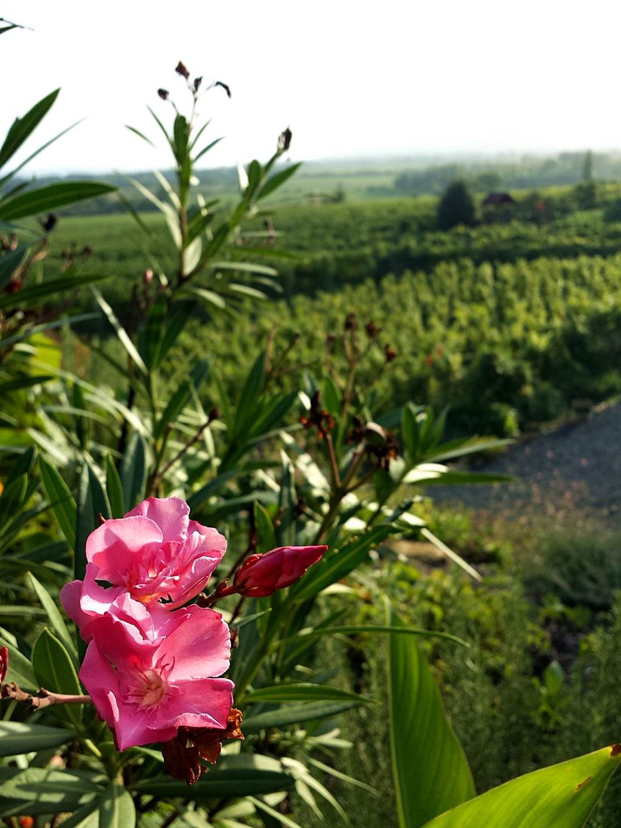 A Szászi Pincészet panorámája