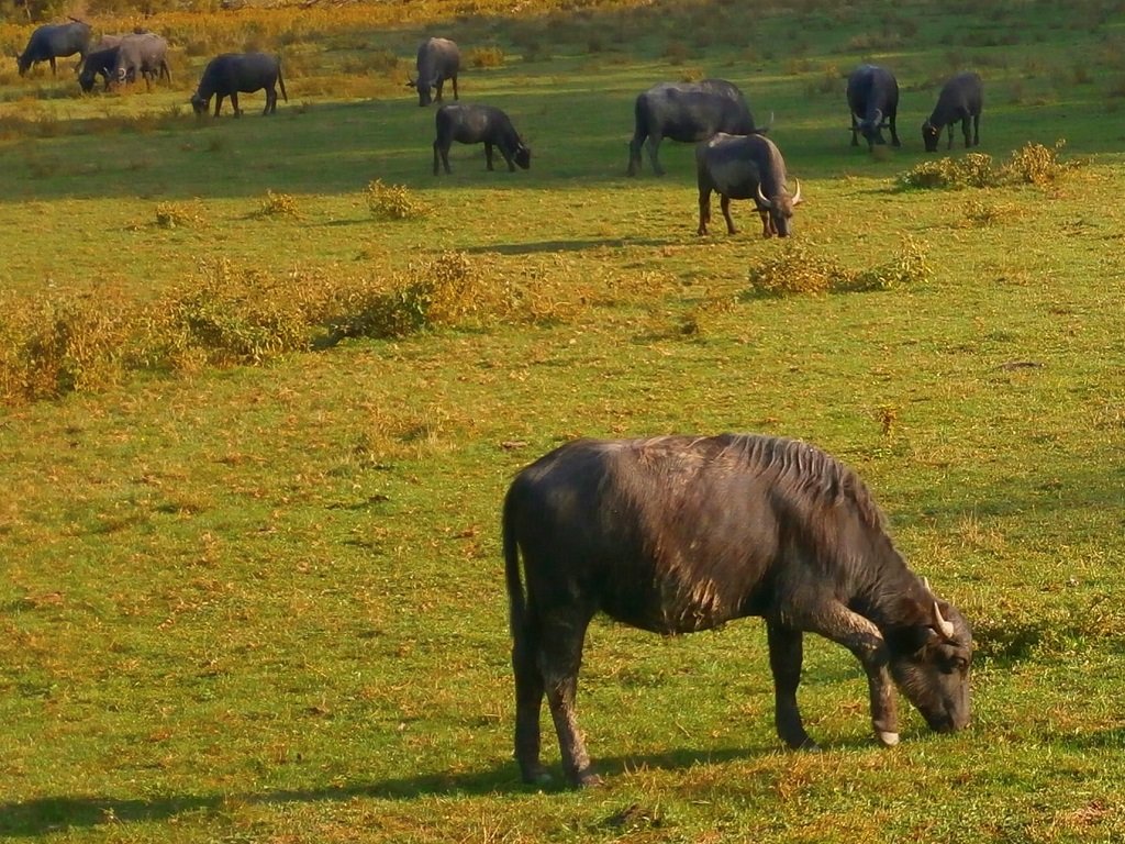 Kápolnapusztai Bivalyrezervátum