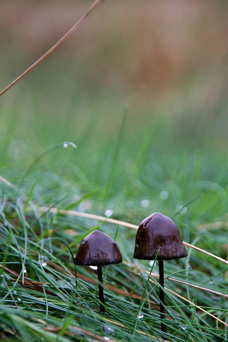 Kb. 3 cm magas gombák a fűben