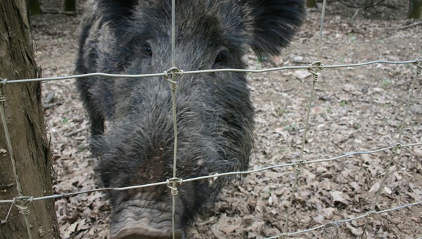 Szintes barangolás Galyatetőn