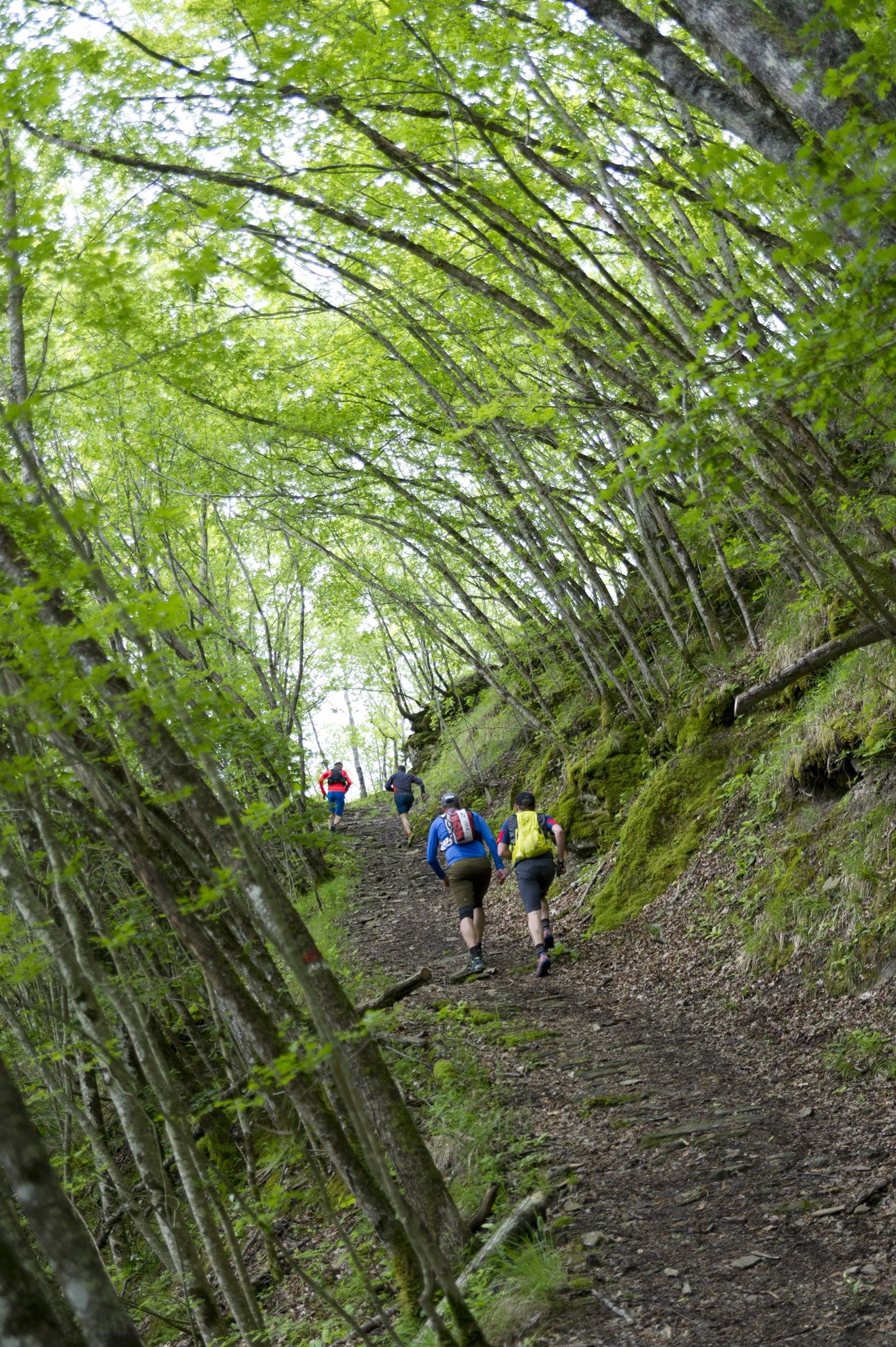 Érdekes formájú fákkal határolt ösvény