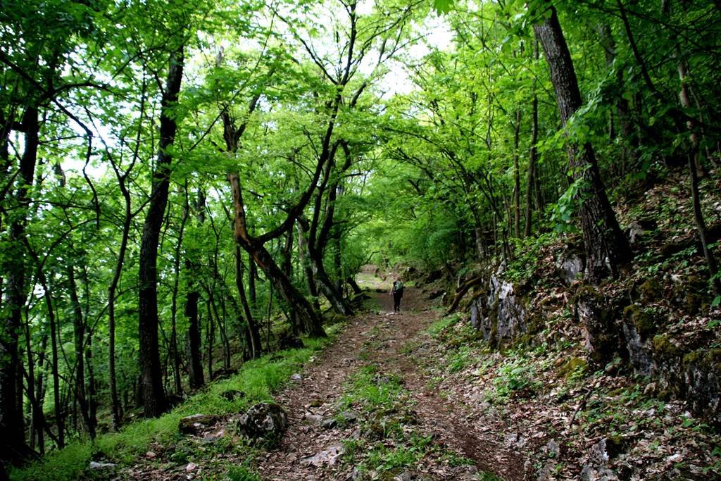 Az erdei út néhol meredek, köves, alapvetően árnyékos ösvényen halad ForrĂĄs: www.mozgasvilag.hu