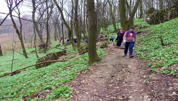 Körtúra a Gerecsében medvehagymával fűszerezve