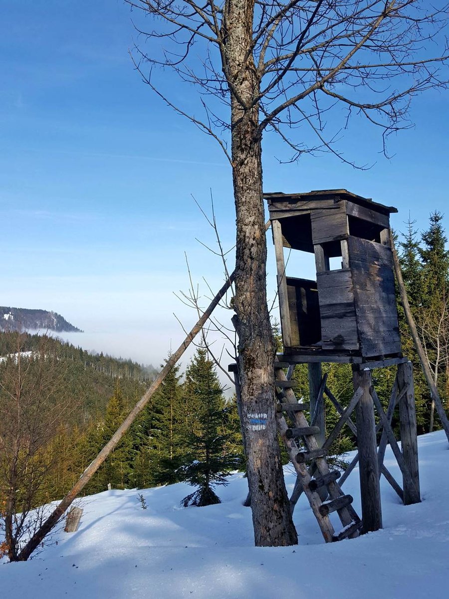 Vadászles az ösvény mellett