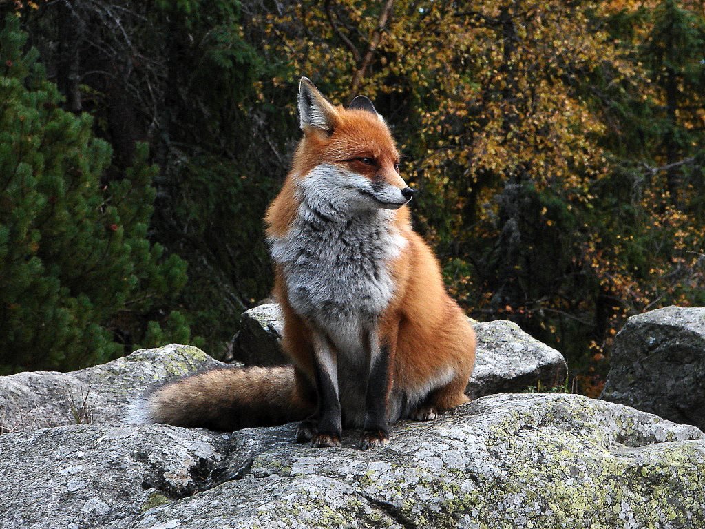 Tarajkáról a Kő-pataki-tó mellett Tátralomnicra