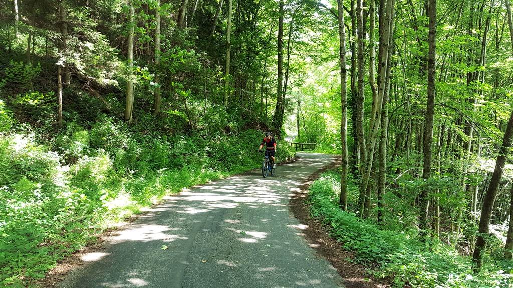 Közel Waidhofenhez a kerékpárút egy partmenti erdőn vág keresztül