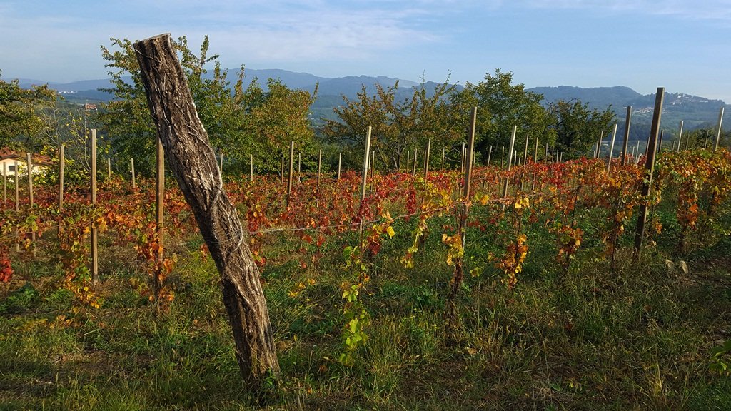 Goriska Brda szőlővidéke