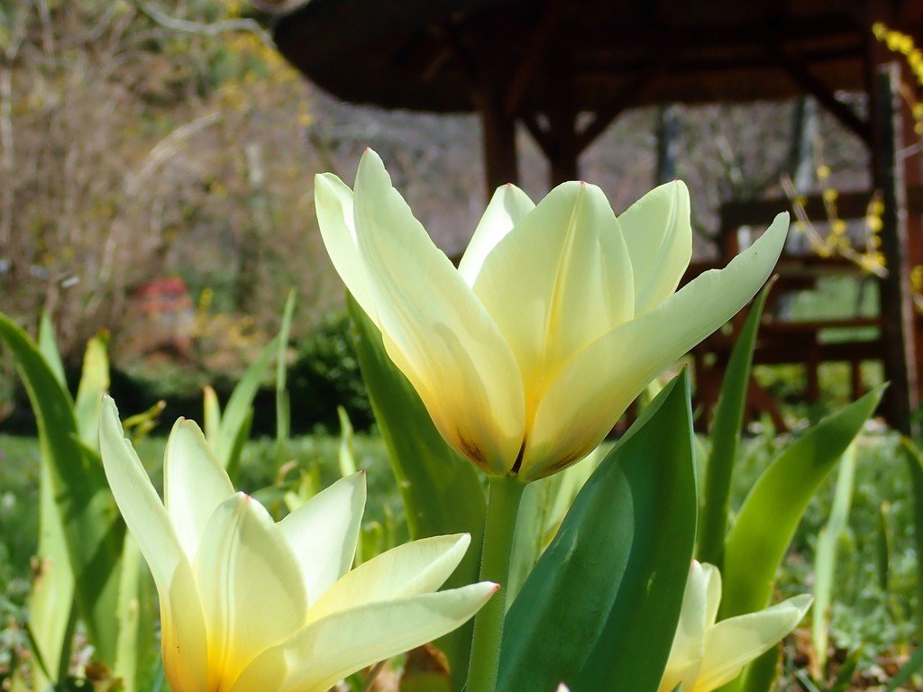 Tavaszi tulipán-pompa