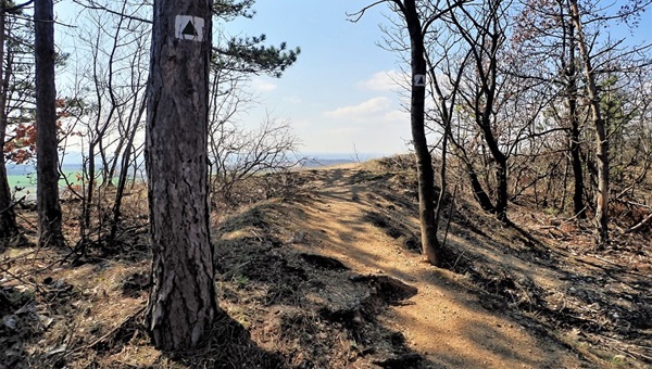 Zöld unikum a Vértesben: Csákberény zöld kereszt köre