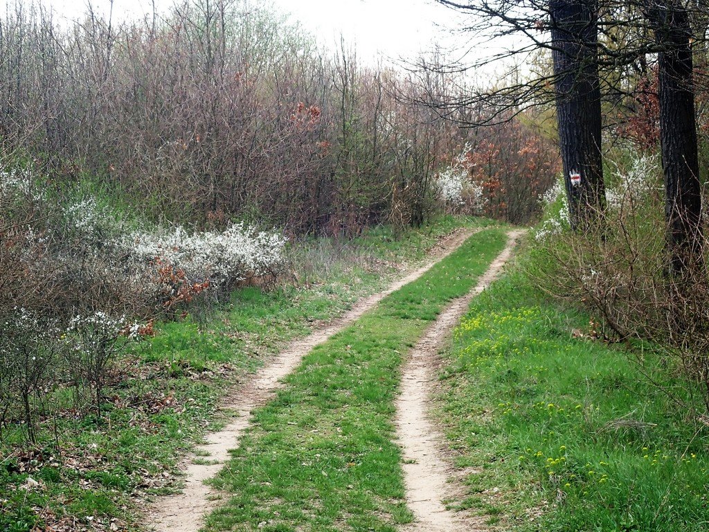 A piros jelzést követjük Forrás: Nyáry Tamás