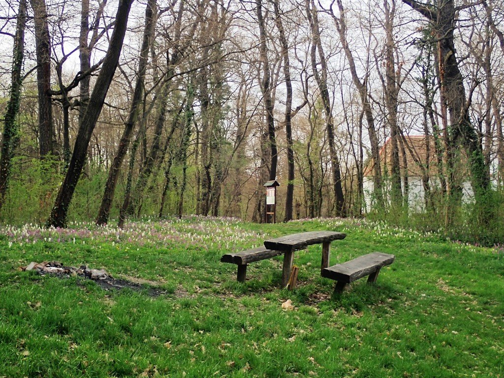 A Majkpusztai Kamalduli Remeteség ősfás parkja