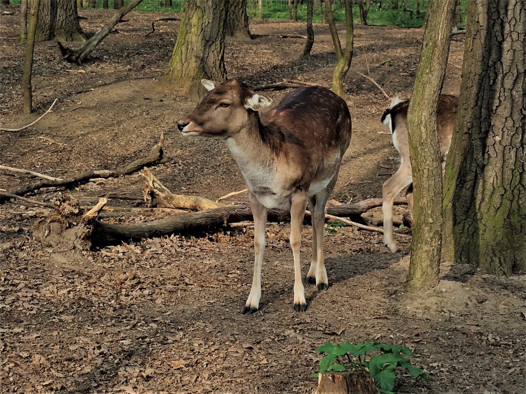 A Malomerdő Vadászház és Panzió vadasparkja