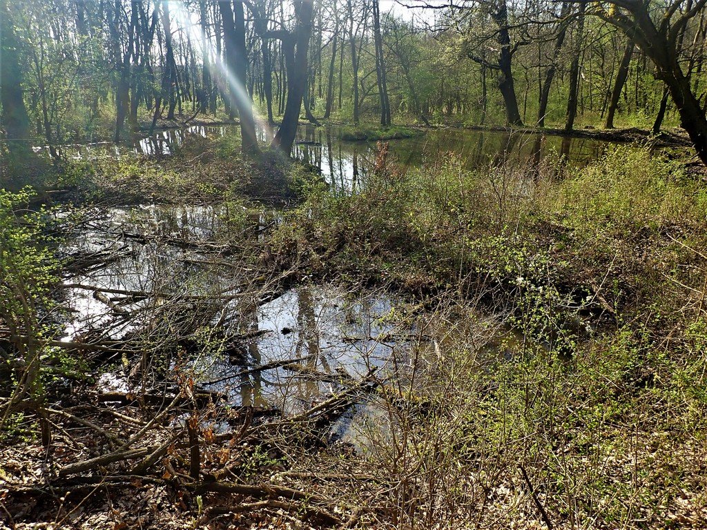 Időszakos tavacska az erdő közepén