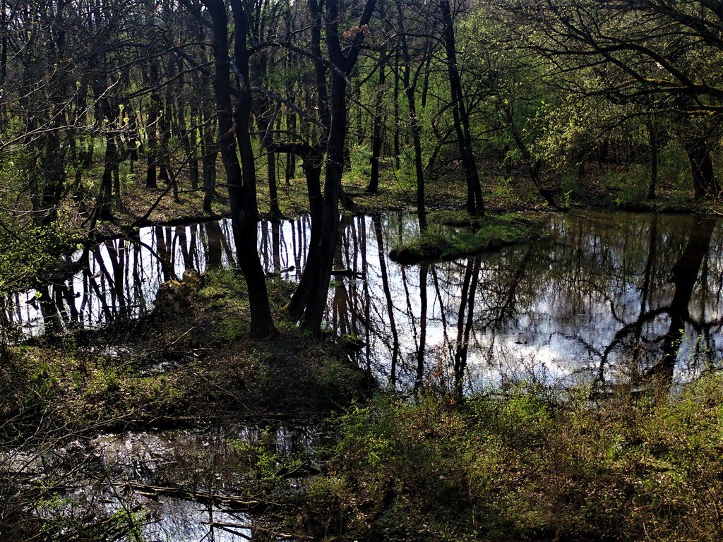 Időszakos tavacska az erdő közepén