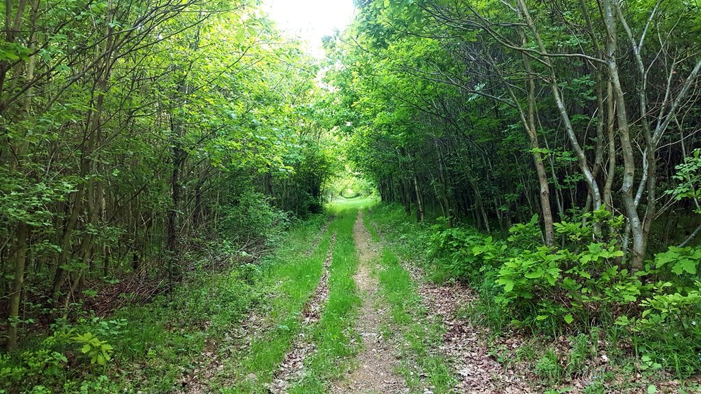 Az erdészeti út