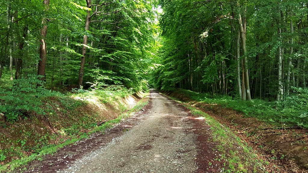Az Orfűről induló zöld jelzés ösvényének egy könnyebb szakasza