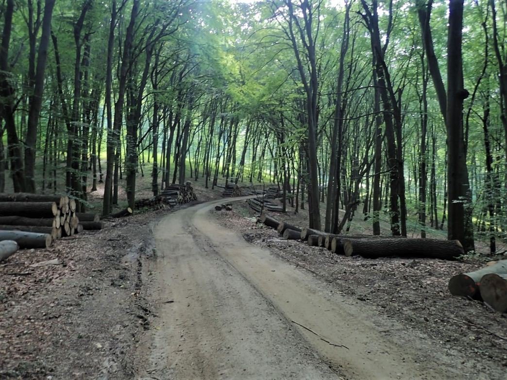 A sárga kereszt jelzés az arborétum felett Forrás: (c) Nyáry Tamás