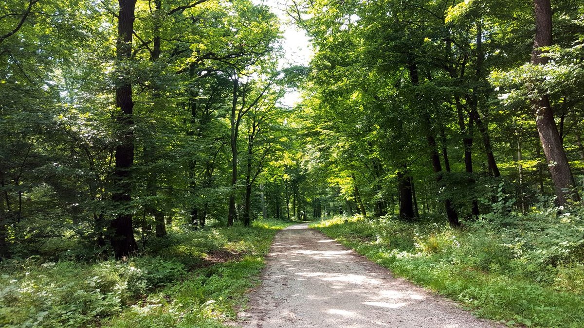 Visszatérve a Pilis-nyereg pihenőhöz a zöld jelzésen haladunk tovább a hegygerincen.