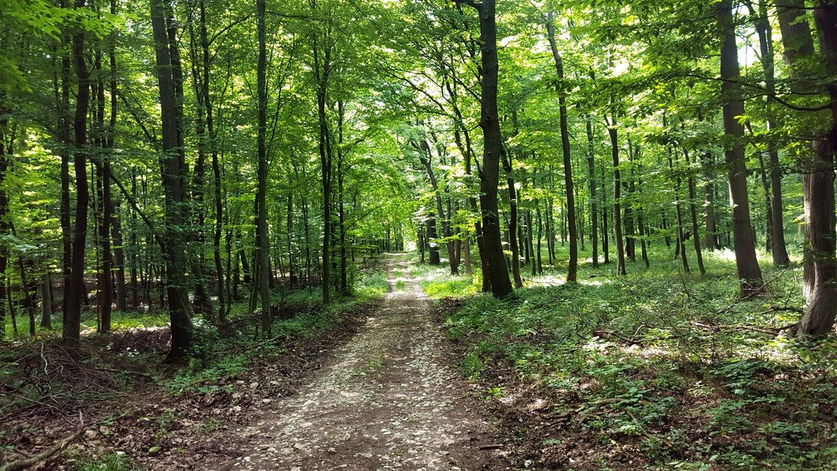 A sóderes erdészeti út erdei útra vált.
