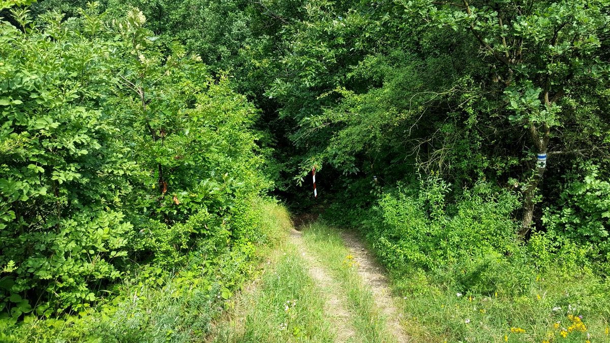Az ösvény végül újra betér az erdőbe.