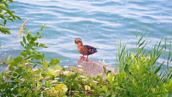 A civilizáció harmonikus találkozása a természettel Tihanyban