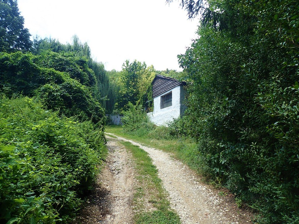 Váratlanul egy szomorúfűz az erdőben