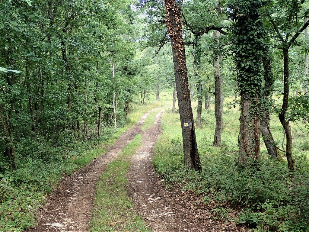 Erdőben a sárgán