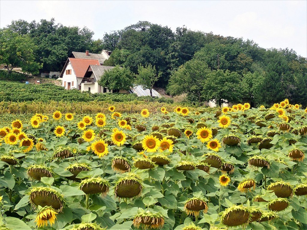 Napraforgó mező Forrás: Nyáry Tamás