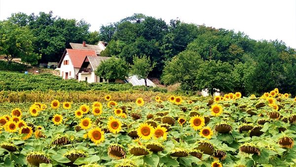 A Pécselyi-medence bejárása