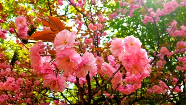 Dobogókő 2 kilátó Két-bükkfa-nyereg túra