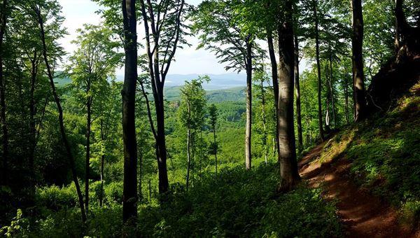 Dobogókő - Thirring-körút