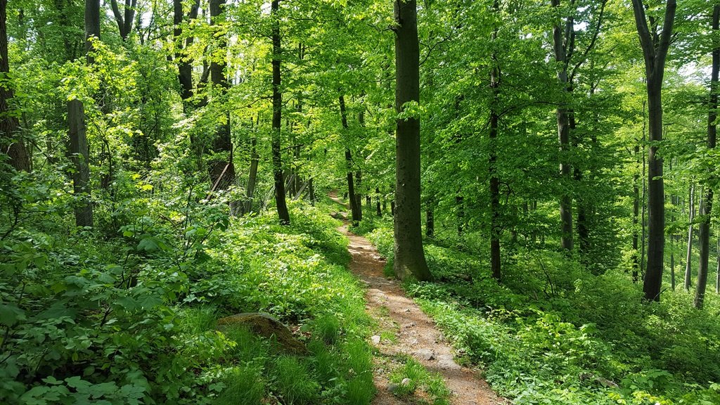 A Rezső-kilátótól egy jól kivehető, ám nem jelzett ösvényen becsatlakozunk a zöld kereszt jelzésű turistaútba