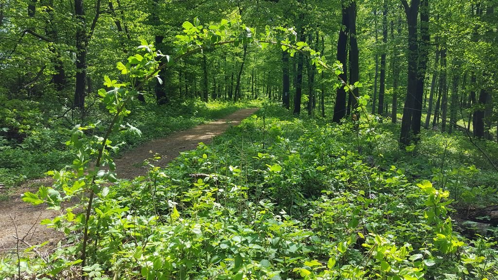 Kellemes egynyomos kis ösvény kanyarog az erdőben