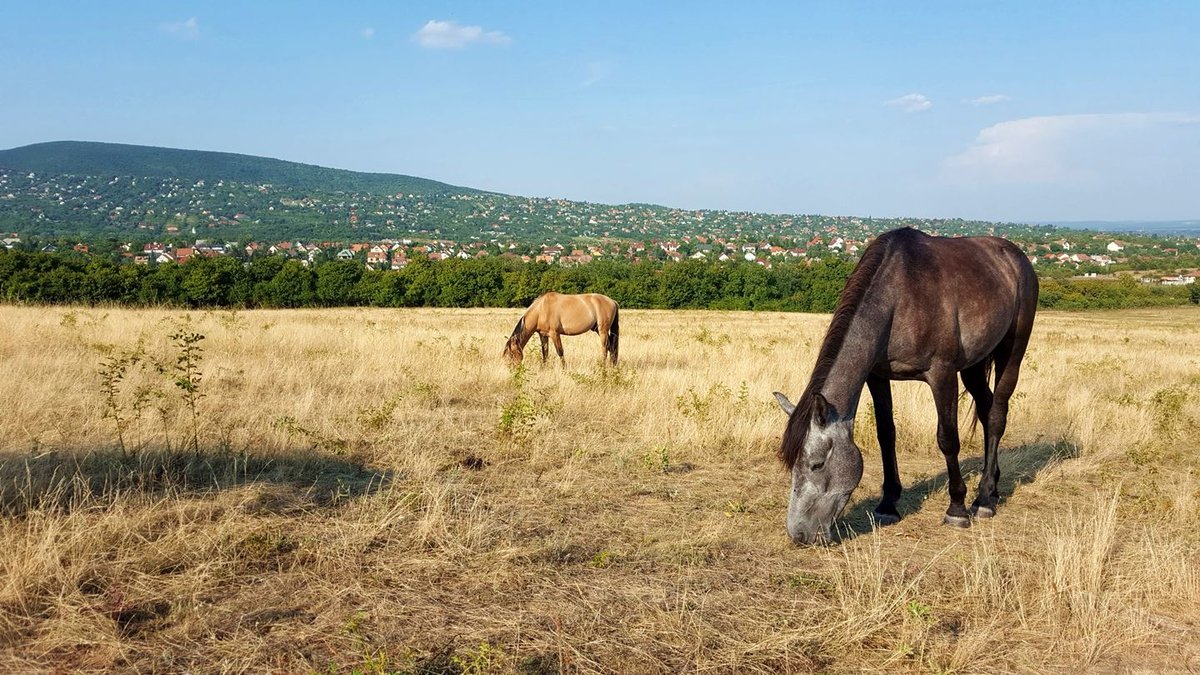 Legelésző lovak a pusztán, délután Forrás: Mozgásvilág.hu