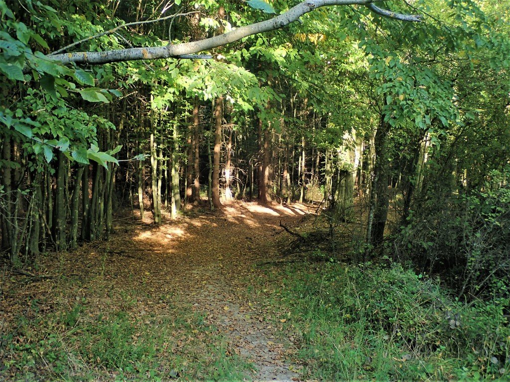 Kanyargós út az erdőben Forrás: Nyáry Tamás